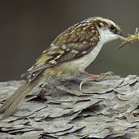 Treecreeper